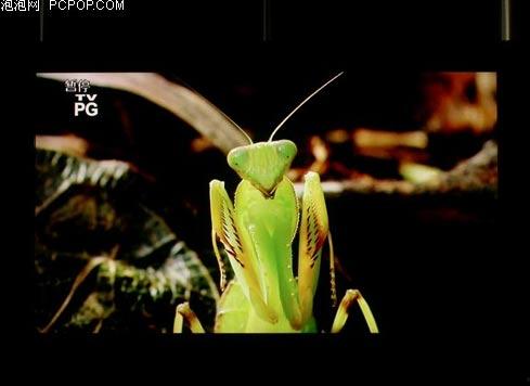 《螳螂》在线观看,暗夜杀手，复仇之路