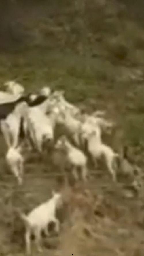 在线观看丢羊,揭秘农村生活的喜怒哀乐