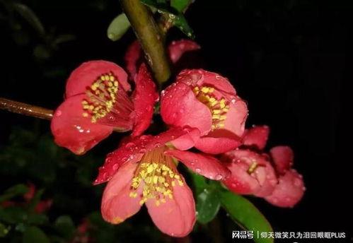 夜雨花在线观看,浪漫雨夜，花语传情