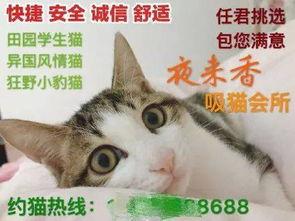 猫色在线观看全集,一场跨越时空的奇幻冒险之旅