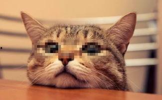 猫色在线观看全集,一场跨越时空的奇幻冒险之旅