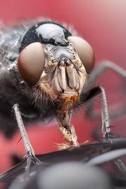 苍蝇在线观看,揭秘生物奇观背后的生存智慧