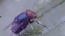苍蝇在线观看,揭秘生物奇观背后的生存智慧