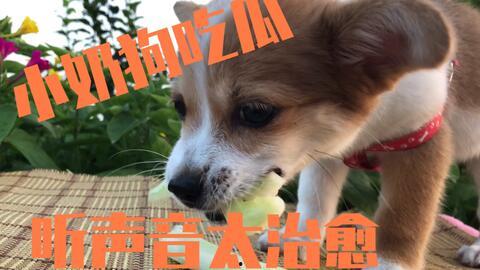 娱乐圈吃瓜小狗是谁,揭秘神秘网友背后的真实身份