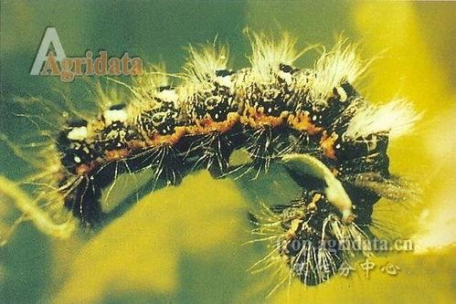 电影夜蛾在线观看,暗夜中的光明之战