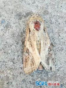 电影夜蛾在线观看,暗夜中的光明之战