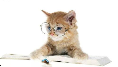 娱乐吃瓜酱猫咪头套,揭秘“吃瓜酱”猫咪的趣味生活