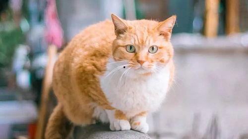 娱乐吃瓜酱橘猫